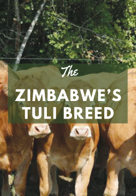 Tuli Cattle: Zimbabwe's Indigenous Jewel of Resilience and Utility.